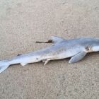 Cientistas descobrem coca&iacute;na em 100% dos ca&ccedil;&otilde;es analisados no litoral brasileiro