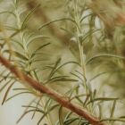 O segredo da prosperidade: onde colocar o alecrim para chamar dinheiro?