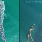 Maior tubarão do planeta aparece em Ilhabela e impressiona casal de biólogos