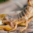 Infestação de escorpiões letais causa medo e cidade brasileira tem um ataque por dia