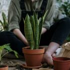 O que significa ter muitas plantas em casa, segundo a psicologia?