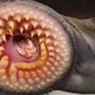Cientistas descobrem peixe alérgico ao sol com dentes de vampiro e acendem alerta
