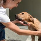 O que significa quando uma pessoa sempre acaricia cães, de acordo com a psicologia?