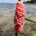 Você viu ovos rosa no quintal? Saiba o que são e por que devem ser eliminados logo
