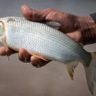 Conheça peixe brasileiro 'queridinho' em outros países que bateu recorde de exportações