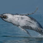 Falsa baleia lotou &ocirc;nibus e ajudou a colocar Praia Grande no mapa tur&iacute;stico