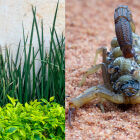 A barreira de plantas que afasta escorpi&otilde;es e pode salvar sua casa de invas&otilde;es no ver&atilde;o
