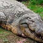 Com 124 anos e 1 tonelada, crocodilo mais velho do mundo segue desafiando a ci&ecirc;ncia