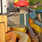 Fam&iacute;lia de p&aacute;ssaros encontra homem todos os dias e emociona pesquisadores do mundo inteiro