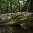 Colossal: pesquisadores encontram maior cobra do mundo na Amaz&ocirc;nia, pesando mais de 200 kg