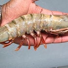 Camar&atilde;o gigante chama aten&ccedil;&atilde;o no litoral paulista e pode custar mais de R$ 219 o quilo