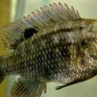 Peixe consumido diariamente por brasileiros pode ter v&iacute;rus mortal e banimento &eacute; analisado