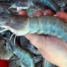 Aposta lucrativa do agro: camar&atilde;o gigante da Mal&aacute;sia avan&ccedil;a no interior de estado brasileiro