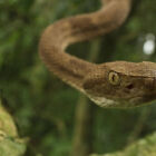A cobra mais perigosa do Brasil vive a cerca de uma hora de cidades do litoral paulista
