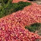 Produtor descarta 50 toneladas de ameixa em SC ap&oacute;s n&atilde;o conseguir vender safra