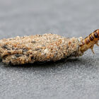 Adeus &agrave;s tra&ccedil;as: guia mostra como identificar e acabar com o inseto que destr&oacute;i seu guarda-roupa