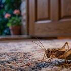 Ouvindo grilos &agrave; noite? A presen&ccedil;a deles em casas pode representar um sinal que muitos ignoram