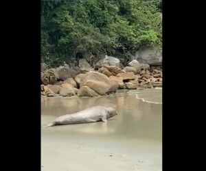 Elefante-marinho é resgatado e retorna ao mar no Forte dos Andradas; VÍDEO.