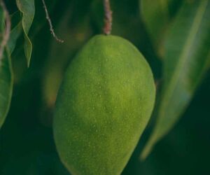 Fazenda colhe 30 mil toneladas de manga por ano, gera 1.400 empregos e une Sertão à Europa.