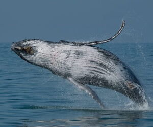 Falsa baleia lotou &ocirc;nibus e ajudou a colocar Praia Grande no mapa tur&iacute;stico.