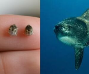 Esse peixe nasce menor que a ponta do seu dedo, mas depois pesa mais do que seu carro.