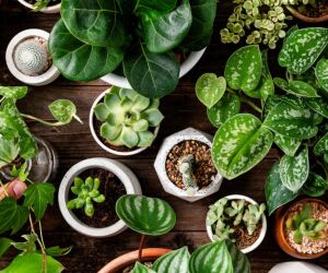 As 5 plantas para ter dentro de casa e atrair boa sorte, segundo o Feng Shui.