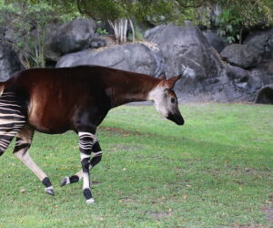Metade girafa, metade zebra? Animal mais enigmático do mundo intriga pesquisadores.