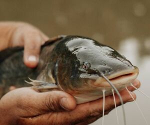Pescadores fisgam maior bagre do mundo, com tamanho superior ao de um jogador de basquete.