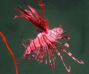 A invas&atilde;o do peixe-le&atilde;o que cresce mais no Brasil e amea&ccedil;a tomar 60% do litoral brasileiro at&eacute; 2034.