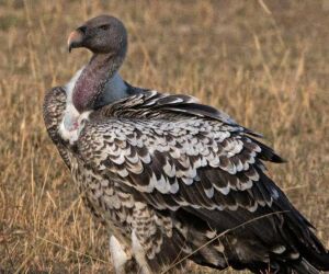 Ave desafia a f&iacute;sica ao planar por horas e voar mais alto que o Everest.