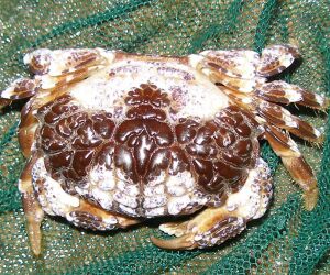 Influencer come esp&eacute;cie rara de caranguejo por engano e morre dias depois.