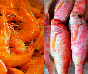 Peixe com sabor de camar&atilde;o vira op&ccedil;&atilde;o econ&ocirc;mica e vers&aacute;til enquanto o pre&ccedil;o do crust&aacute;ceo dispara.