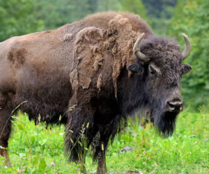 Ap&oacute;s cem anos, gigantes peludos retornam, viram 'ecologistas de quatro patas' e salvam florestas.