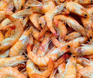 Por que muitos chamam o camar&atilde;o de 'barata do mar'? Especialista explica se compara&ccedil;&atilde;o faz sentido.