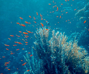 Insetos dos mares: como pequenos crust&aacute;ceos levam micropl&aacute;sticos ao fundo do oceano.