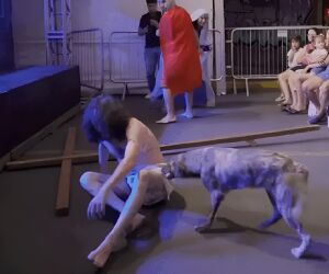 Milagre de P&aacute;scoa: a cadela que reencontrou a fam&iacute;lia ap&oacute;s 'defender' Jesus antes da crucifica&ccedil;&atilde;o.