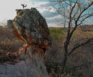 O que fez um p&aacute;ssaro extinto reaparecer no Brasil ap&oacute;s mais de 100 anos.