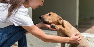 O que significa quando uma pessoa sempre acaricia cães, de acordo com a psicologia?