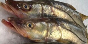 Peixe brasileiro supera o salmão e é apontado como um dos mais saudáveis do mundo