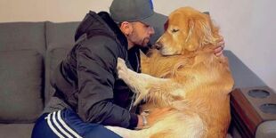 Lei Joca passa no Senado e pode acabar com viagens de pets no compartimento de carga