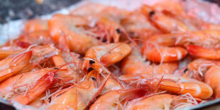 Fora do prato: entenda por que o camar&atilde;o n&atilde;o deve ser consumido at&eacute; o final de abril