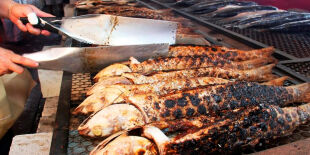 Terra da tainha: peixe &eacute; tradi&ccedil;&atilde;o centen&aacute;ria, s&iacute;mbolo cultural e gastronomia de capital brasileira