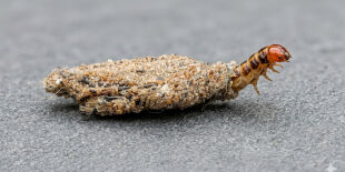 Adeus &agrave;s tra&ccedil;as: guia mostra como identificar e acabar com o inseto que destr&oacute;i seu guarda-roupa