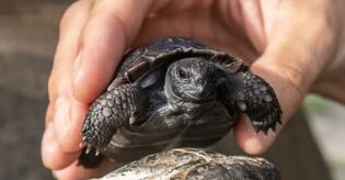 Conheça a tartaruga de 135 anos que virou o pai de primeira viagem mais velho do mundo