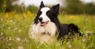 Cidade cria cemit&eacute;rio p&uacute;blico para pets e muda a forma de se despedir dos animais
