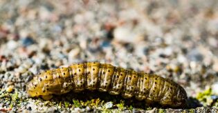 Apareceu uma centopeia em casa? Especialistas dizem que isso pode revelar problema oculto