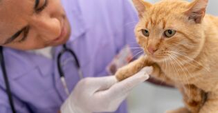 O que &eacute; o bisfenol A e por que sua presen&ccedil;a &eacute; preocupante em gatos dom&eacute;sticos?