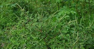 Esp&eacute;cie invasora de r&aacute;pido crescimento amea&ccedil;a colheitas em S&atilde;o Paulo