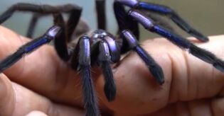 Pesquisadores registram tar&acirc;ntula azul que brilha no escuro e surpreende o mundo