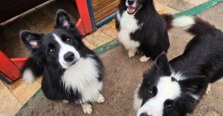 Setor de hospedagem para c&atilde;es cresce com avan&ccedil;o do mercado pet